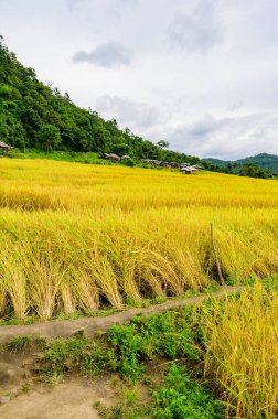 Pa Bong Piang Rice Terraces at Chiang Mai Province, Thailand.