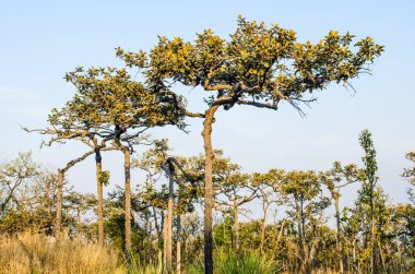 Pa Hin Ngam Ulusal Parkı, Tayland Ağaçları