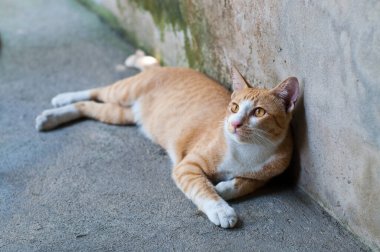 Tayland kedisi yerde.