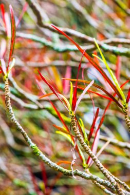 Oksn, Tayland 'da parkta yaprak döküyor..