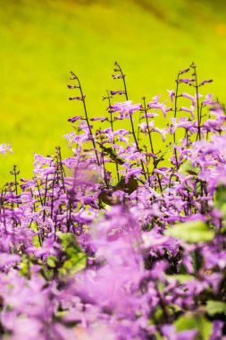 Menekşe çiçek bahçesinde, Tayland.