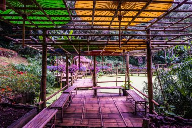 Mae Fah Luang Bahçesi Bambu Yolu, Tayland.