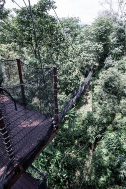 Mae Fah Luang Bahçesinde Ağaç Tepesi Yürüyüşü, Chiang Rai.