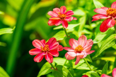 Doğal arka planı olan Zinnia çiçeği, Tayland.