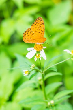 Kahverengi kelebek Çiçek bahçesinde, Tayland
