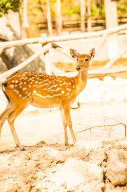 Benekli geyik portresi, Tayland