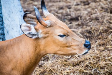 Banteng, Tayland 'ın Baş Fotoğrafı