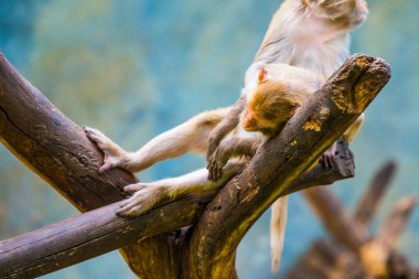 Rhesus Macaque 'ın Portresi, Tayland