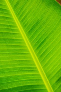 Muz yaprağı arka planı, Tayland