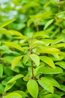 Yeşil yaprakların arkaplanı, Tayland