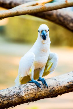 Sarı tepeli Kakadu Portresi, Tayland