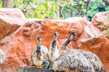 Emu Kuşunun Portresi, Tayland