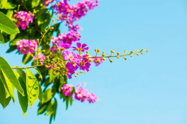 Lagerstroemia çiçekleri mavi gökyüzü, Tayland