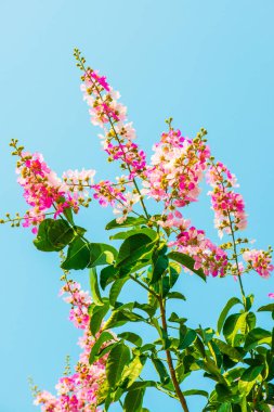 Lagerstroemia çiçekleri mavi gökyüzü, Tayland