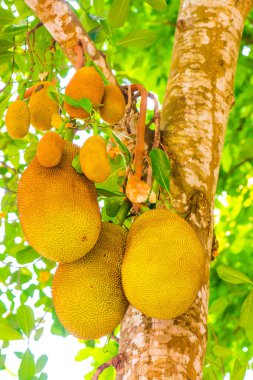 Ağaçta Jackfruit, Tayland
