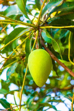 Ağaçta mango meyvesi, Tayland