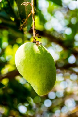 Ağaçta mango meyvesi, Tayland