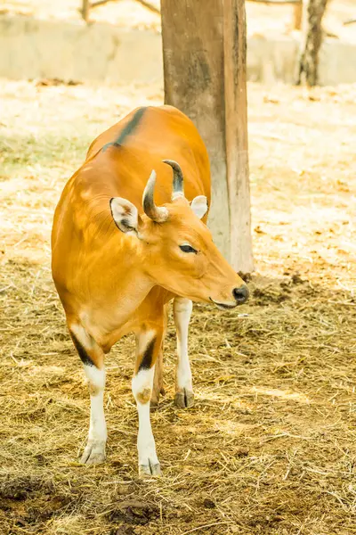 Banteng, Tayland Portresi