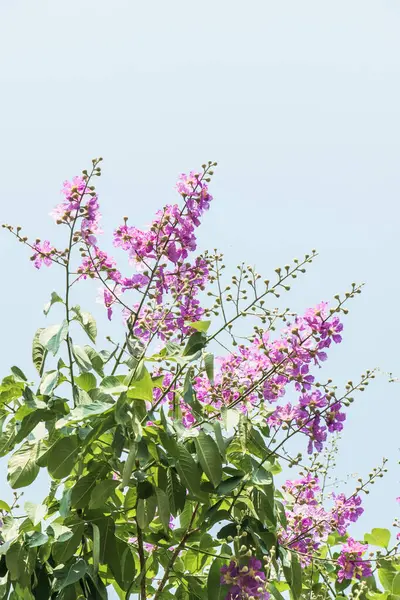 Lagerstroemia çiçekleri mavi gökyüzü, Tayland