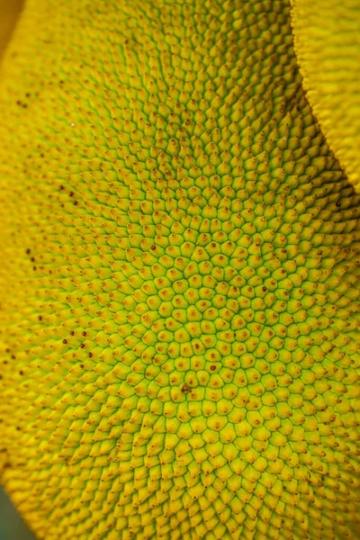 Nefesi, Tayland dokusuna