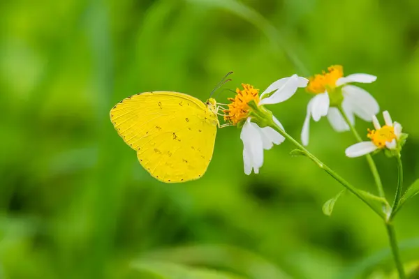Gele Vlinder Bloem Tuin Thailand Stockfoto