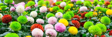 Panorama of Pompon Dahlias Flowers in The Garden, Chiang Mai Province.