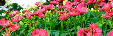 Panorama of pink Gerbera flowers in the garden, Chiang Mai Province.
