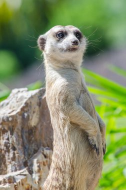 Taşın üstünde mirket, Tayland.
