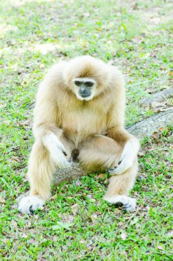 Tayland 'da yeşil çimenli beyaz elli bir şablon..