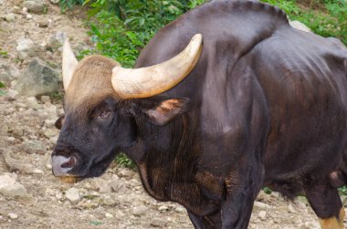 Bir Gaur 'un portresi, Tayland.