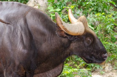 Bir Gaur 'un portresi, Tayland.