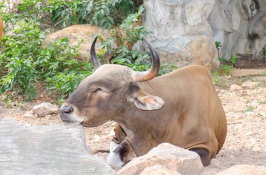 bir bant, Tayland portresi.