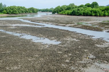 Tayland 'da çamur düzlüğü.