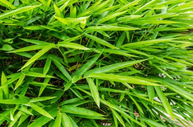 Bir yaprak bambu, Tayland.