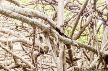 Tayland 'daki Sai-Ngarm halk parkındaki banyan ağacının kökü..