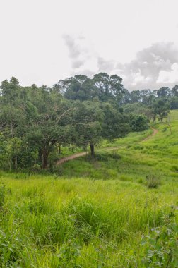 Dağda, Tayland 'da yeşil dosyalanmış..