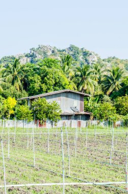 Tayland, Tayland kırsalının manzarası