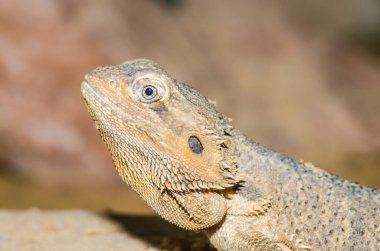Sakallı Ejderha veya Pogona vittisepsleri kumsalda, Tayland