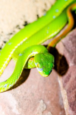 Papa 'nın Pitviper' ı veya Tayland 'daki Popeiorum.