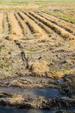 Thai style rice field in winter season, Thailand