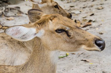 Head shot of Burmese Brow-Antlered Deer, Thailand