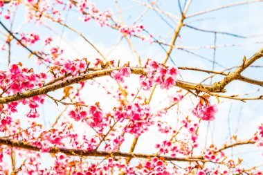 Close Up of Cherry Blossum at Chiangmai Province, Thailand