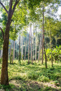 Landscape of Thai forest, Thailand