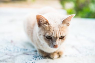 Tay kedisi nin portresi, Tayland