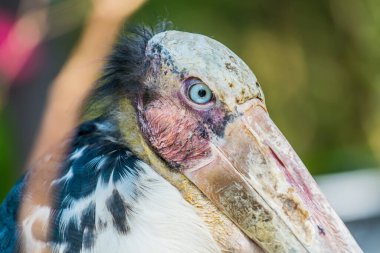 Tayland 'da, Asteğmen Yardımcısının Kafa Vuruşu