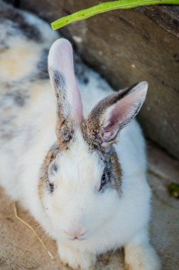 Sevgili tavşanın kafası, Tayland