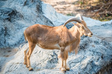 Berberi Koyunlarının Portresi, Tayland