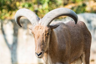 Berberi Koyunlarının Portresi, Tayland