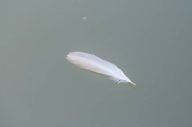 Su üzerinde kuğu tüyü, Tayland