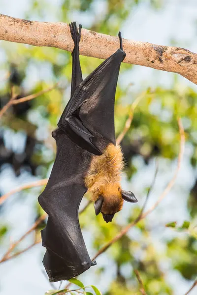 Fruit bat or flying fox is hanging on tree, Thailand